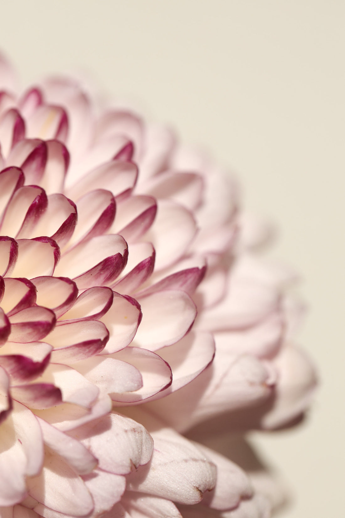 🌸 Les Tendances Mode Femme du Printemps : Élégance, Légèreté &amp; Féminité